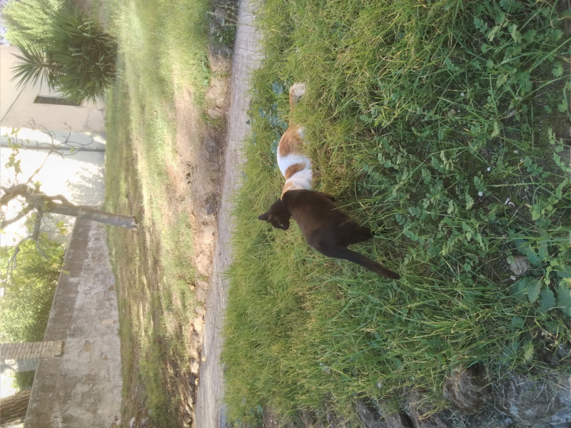 La mia vita. Римские записки, дневник онлайн