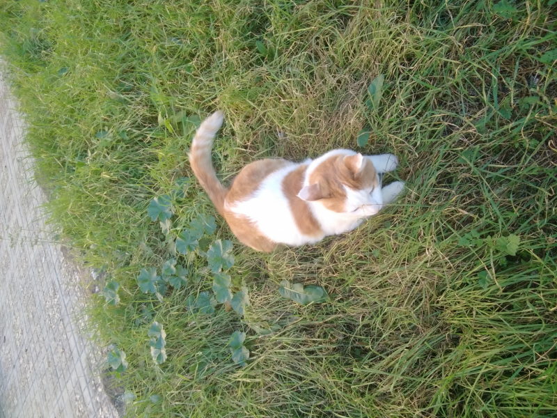 La mia vita. Римские записки, дневник онлайн