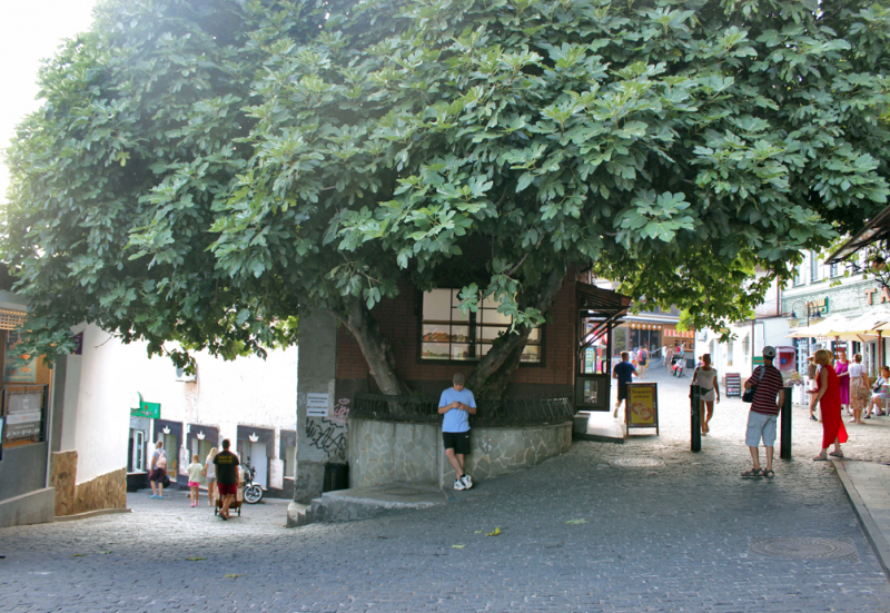 Достопримечательности Крыма: Феодосия, Коктебель, Судак, Нов свет, Ялта, Гурзуф, Ай-Петри. Фиолент Балаклава, Бахчисарай, Алушта, Евпатория, Тарханкут