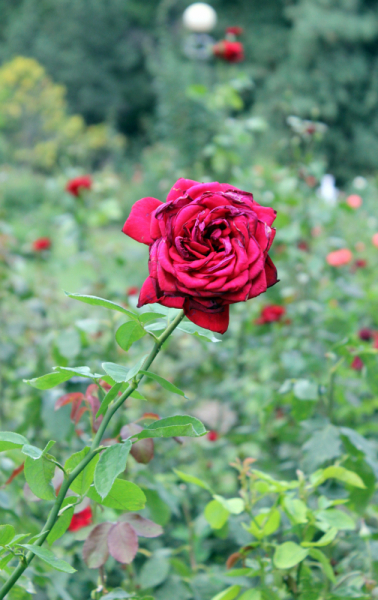 Достопримечательности Крыма: Феодосия, Коктебель, Судак, Нов свет, Ялта, Гурзуф, Ай-Петри. Фиолент Балаклава, Бахчисарай, Алушта, Евпатория, Тарханкут