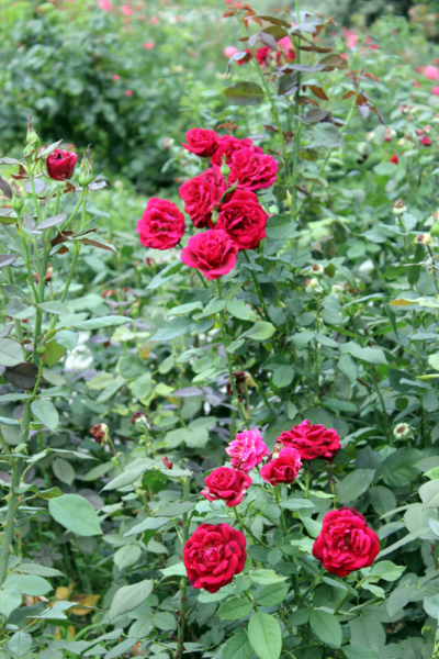 Достопримечательности Крыма: Феодосия, Коктебель, Судак, Нов свет, Ялта, Гурзуф, Ай-Петри. Фиолент Балаклава, Бахчисарай, Алушта, Евпатория, Тарханкут