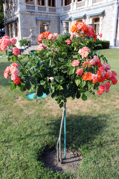 Достопримечательности Крыма: Феодосия, Коктебель, Судак, Нов свет, Ялта, Гурзуф, Ай-Петри. Фиолент Балаклава, Бахчисарай, Алушта, Евпатория, Тарханкут