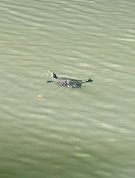 Достопримечательности Крыма: Феодосия, Коктебель, Судак, Нов свет, Ялта, Гурзуф, Ай-Петри. Фиолент Балаклава, Бахчисарай, Алушта, Евпатория, Тарханкут