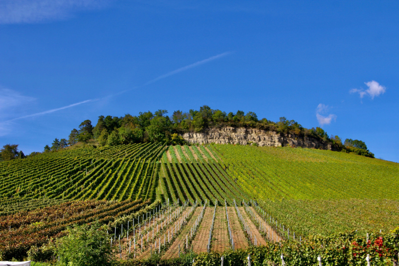 Осенний марафон 2021 г.