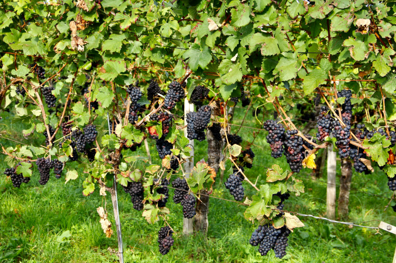 Осенний марафон 2021 г.