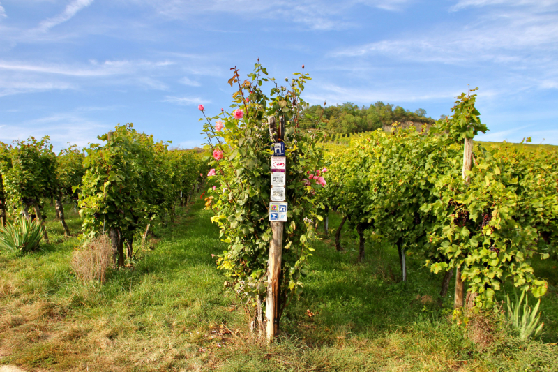 Осенний марафон 2021 г.