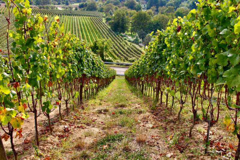 Осенний марафон 2021 г.