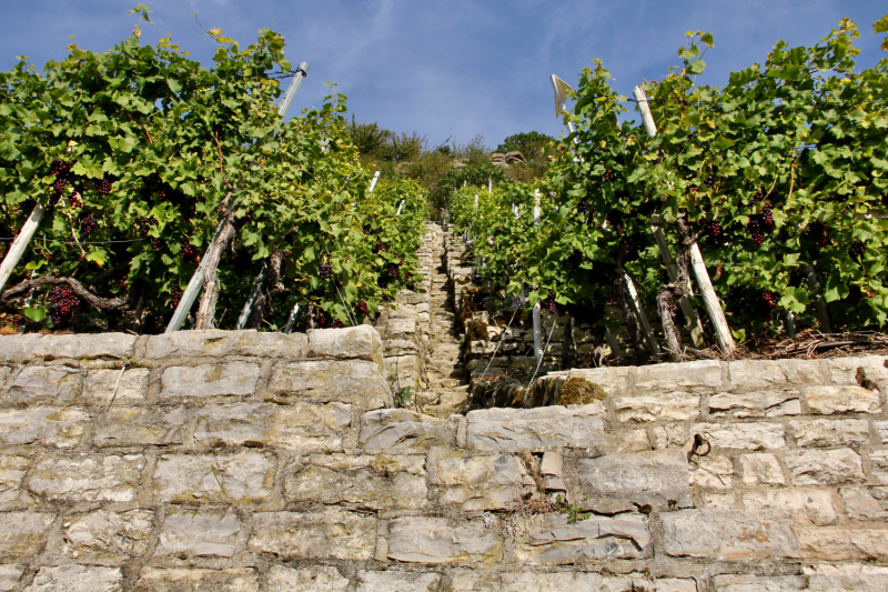 Осенний марафон 2021 г.