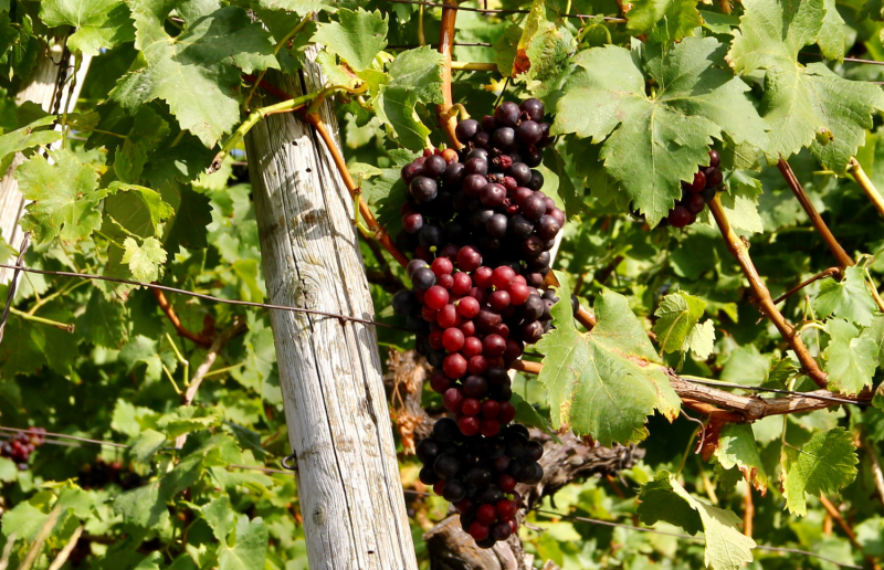 Осенний марафон 2021 г.