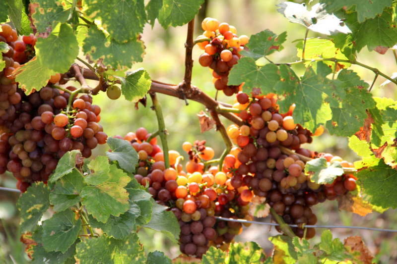 Осенний марафон 2021 г.