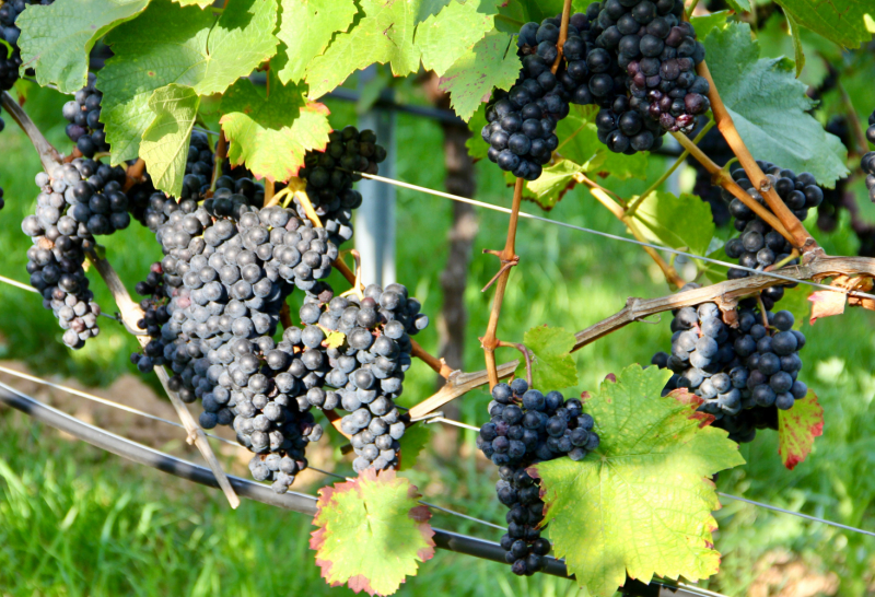 Осенний марафон 2021 г.