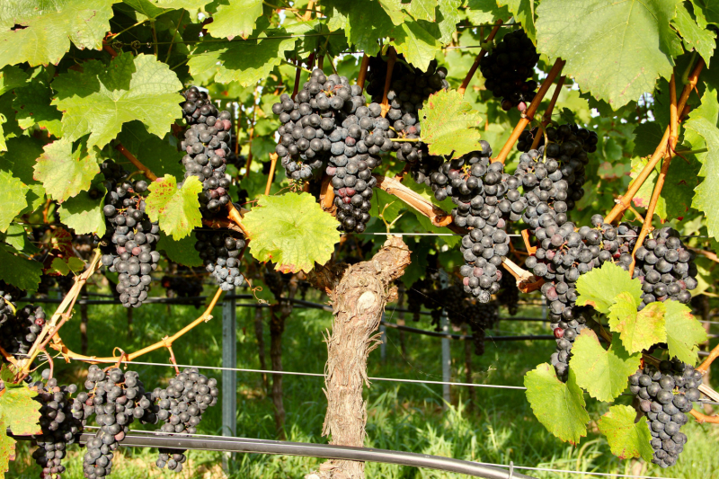 Осенний марафон 2021 г.