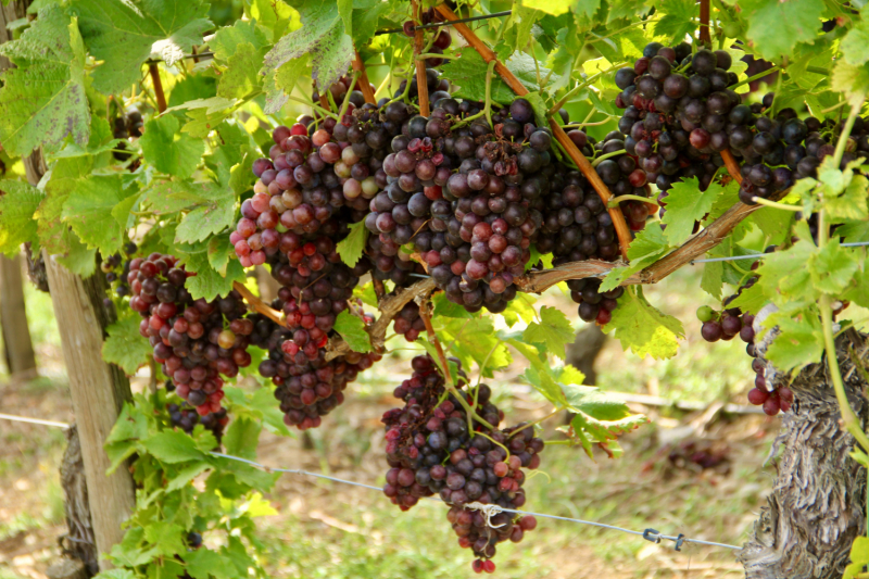 Осенний марафон 2021 г.