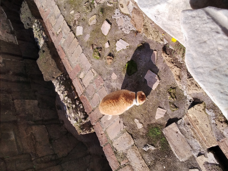 La mia vita. Римские записки, дневник онлайн