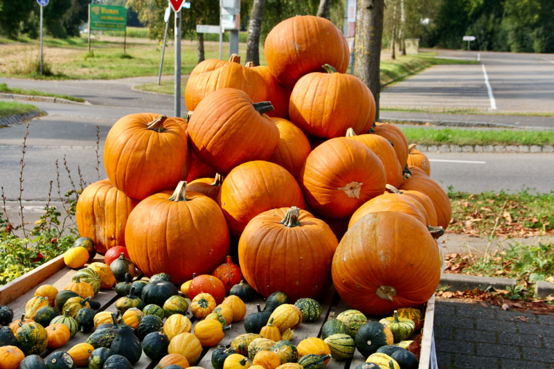 Осенний марафон 2021 г.