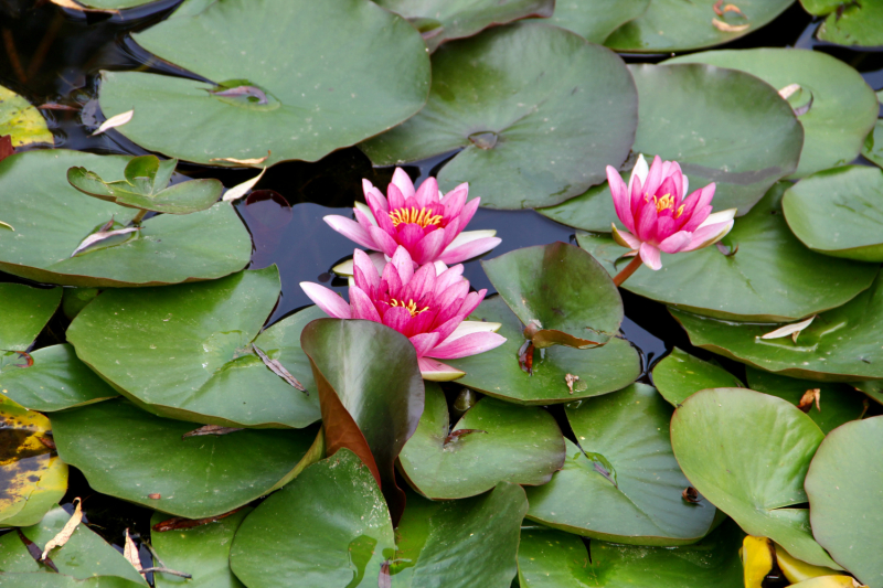 Осенний марафон 2021 г.