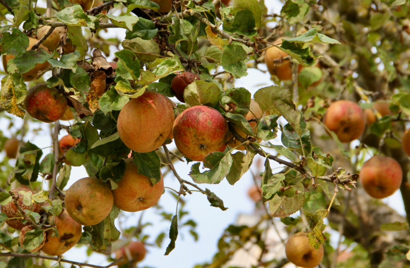 Осенний марафон 2021 г.