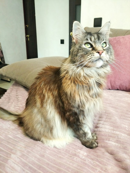 Кошки в нашей жизни. Кошки и все, что с ними связано.