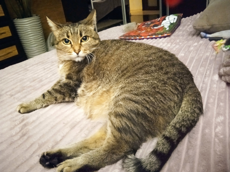 Кошки в нашей жизни. Кошки и все, что с ними связано.