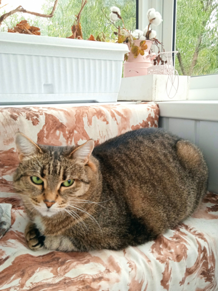 Кошки в нашей жизни. Кошки и все, что с ними связано.