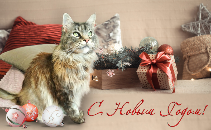 Кошки в нашей жизни. Кошки и все, что с ними связано.