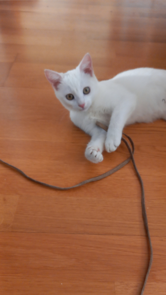 Кошки в нашей жизни. Кошки и все, что с ними связано.