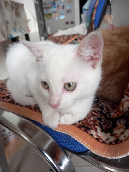 Кошки в нашей жизни. Кошки и все, что с ними связано.