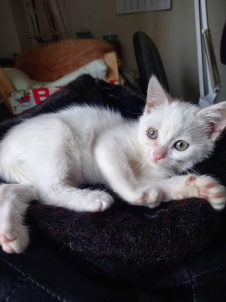 Кошки в нашей жизни. Кошки и все, что с ними связано.