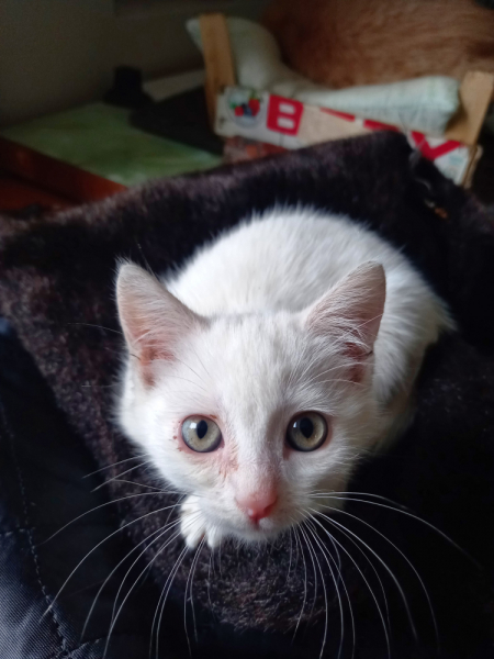 Кошки в нашей жизни. Кошки и все, что с ними связано.