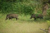 в нац.парке Ялла