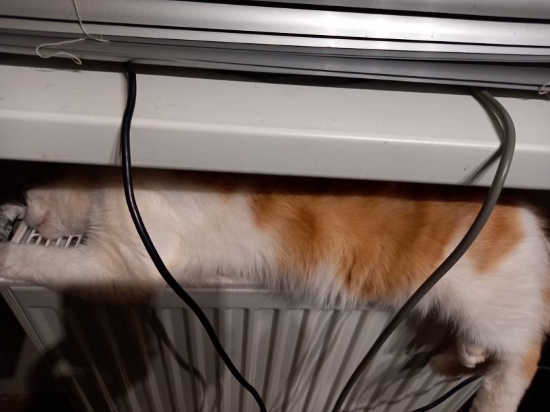 Кошки в нашей жизни. Кошки и все, что с ними связано.