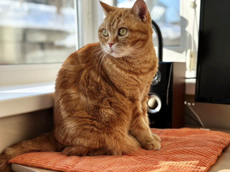 Кошки в нашей жизни. Кошки и все, что с ними связано.