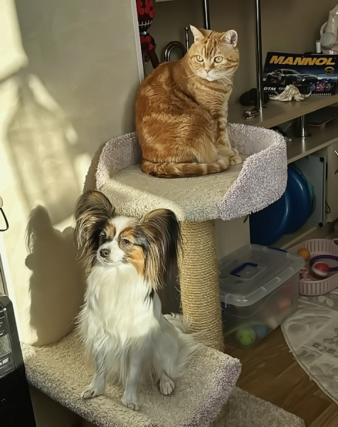 Кошки в нашей жизни. Кошки и все, что с ними связано.