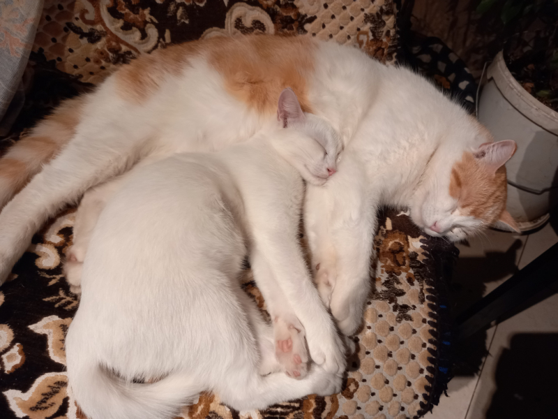 Кошки в нашей жизни. Кошки и все, что с ними связано.