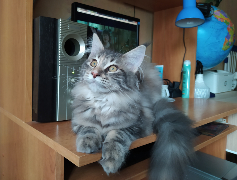 Кошки в нашей жизни. Кошки и все, что с ними связано.