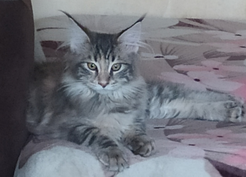 Кошки в нашей жизни. Кошки и все, что с ними связано.