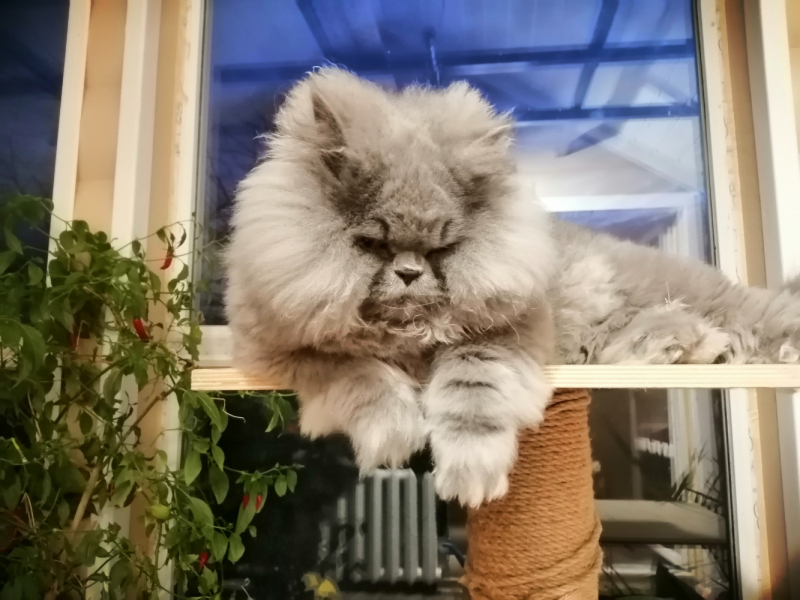 Кошки в нашей жизни. Кошки и все, что с ними связано.