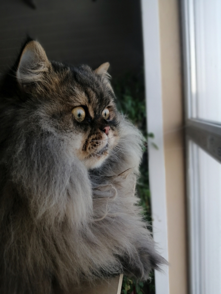 Кошки в нашей жизни. Кошки и все, что с ними связано.