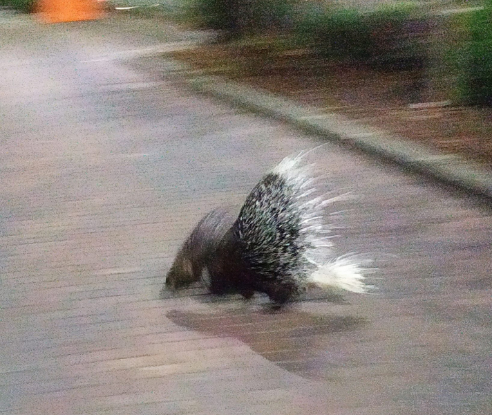 La mia vita. Римские записки, дневник онлайн