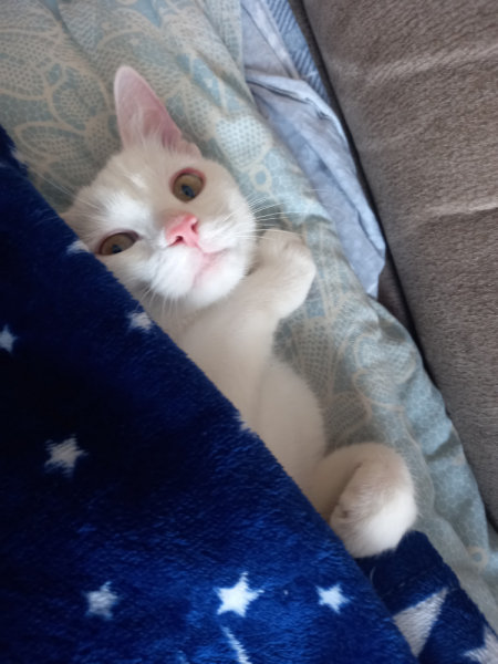 Кошки в нашей жизни. Кошки и все, что с ними связано.