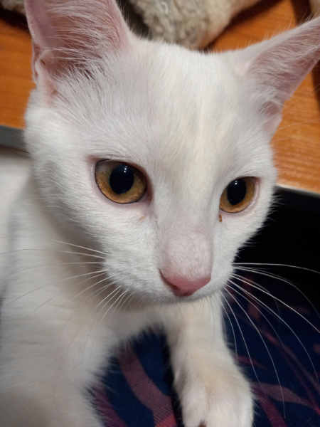 Кошки в нашей жизни. Кошки и все, что с ними связано.