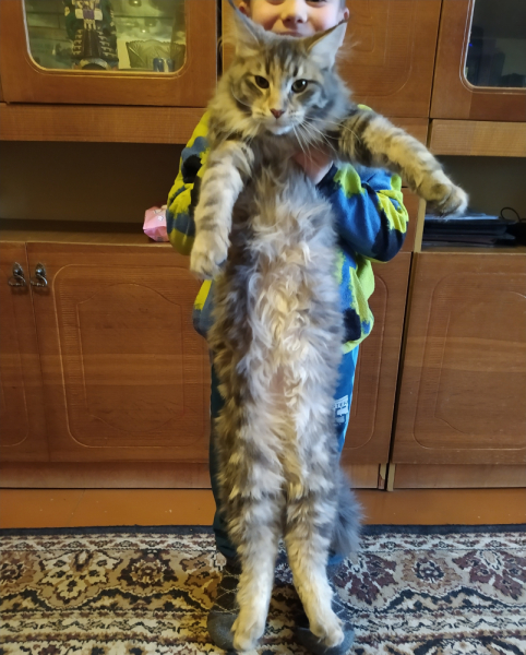 Кошки в нашей жизни. Кошки и все, что с ними связано.