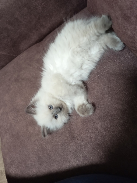 Кошки в нашей жизни. Кошки и все, что с ними связано.