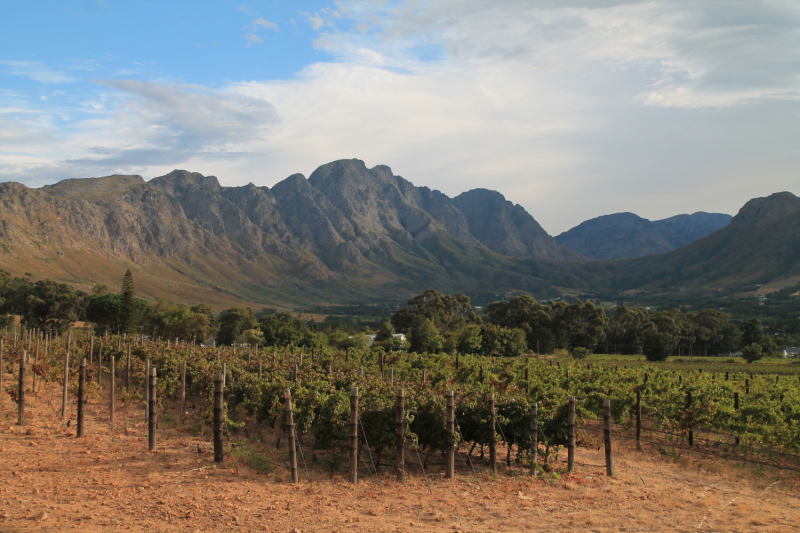 Винодельни недалеко от Кейптауна