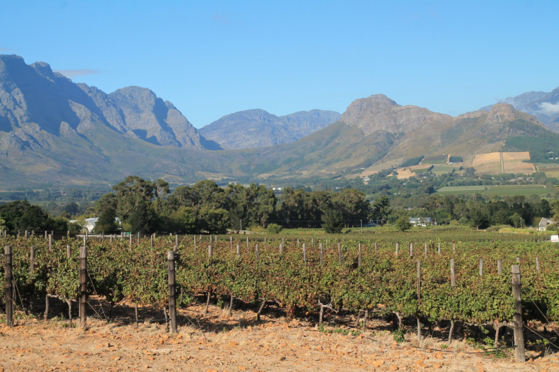 Винодельни недалеко от Кейптауна