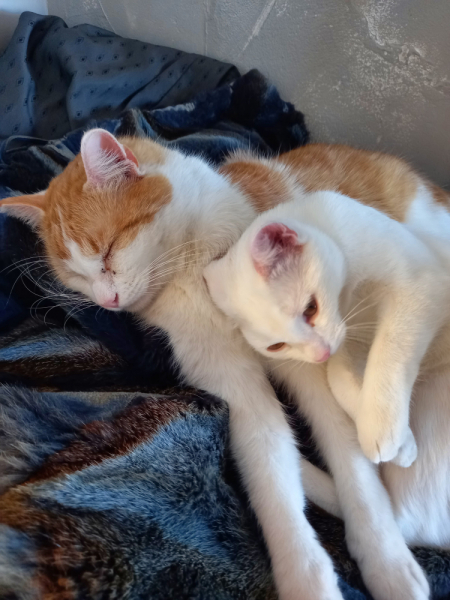 Кошки в нашей жизни. Кошки и все, что с ними связано.