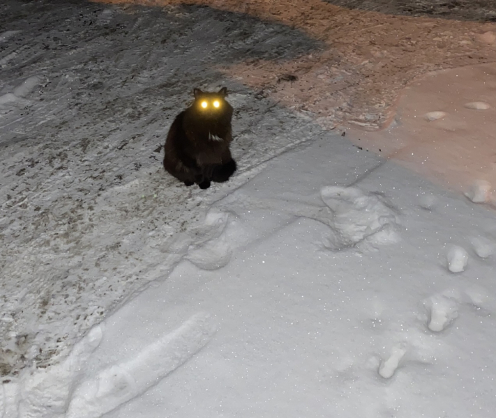 Кошки в нашей жизни. Кошки и все, что с ними связано.