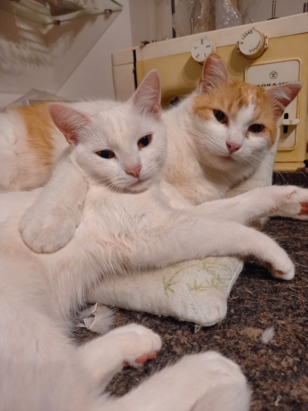 Кошки в нашей жизни. Кошки и все, что с ними связано.