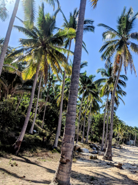 Puerto Vallarta, тихоокеанское побережье Мексики. Белое пятно на сайте Винского.