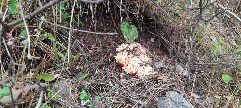 Парадайз - Кабак